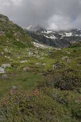 Sustenpass Chli Sustli Uri Pass Panorama Alpen Blumen Photo Fine Art City Images Panoramic - 012525 - 09-07-2012 - 6955x10428 Pixel Sustenpass Chli Sustli Uri Pass Panorama Alpen Blumen Photo Fine Art City Images Panoramic Fine Art Print Stock Image Sunshine Fine Art Landscapes Royalty Free...