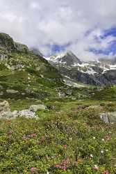 Sustenpass Chli Sustli Uri Pass Panorama Alpen Blumen Fine Art Photography Galleries - 016668 - 09-07-2012 - x Pixel Sustenpass Chli Sustli Uri Pass Panorama Alpen Blumen Fine Art Photography Galleries Fine Art Nature Photography Landscape Photography City Fine Art Posters...