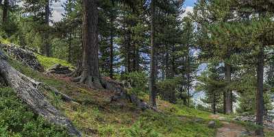 Graechen Alpe Hannig Wallis Flower Snow Alps Summer Fine Arts Photo Ice Art Printing Rock Pass - 021156 - 14-08-2017 - 19039x6950 Pixel Graechen Alpe Hannig Wallis Flower Snow Alps Summer Fine Arts Photo Ice Art Printing Rock Pass Fine Art Sunshine Creek Panoramic Fine Art Photos Landscape Fine...