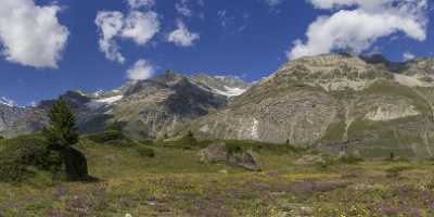 Staffelalp Matterhorn Zermatt Wallis Flowers Alps Summer Panoramic Fine Art Printer Animal - 021242 - 17-08-2017 - 34507x7276 Pixel Staffelalp Matterhorn Zermatt Wallis Flowers Alps Summer Panoramic Fine Art Printer Animal Fine Art Prints Hi Resolution Western Art Prints For Sale Fine Art...