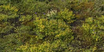 Staffelalp Matterhorn Zermatt Wallis Flowers Alps Summer Panoramic Fine Arts Photography - 021252 - 17-08-2017 - 24120x7506 Pixel Staffelalp Matterhorn Zermatt Wallis Flowers Alps Summer Panoramic Fine Arts Photography Image Stock Winter Stock Photos Ice Fine Art Fine Art Photography For...