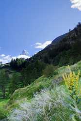 Zermatt Wald Stall Matterhorn What Is Fine Art Photography Fine Art Printing - 002679 - 14-07-2008 - 4251x7012 Pixel Zermatt Wald Stall Matterhorn What Is Fine Art Photography Fine Art Printing Fine Art Photography Prints Autumn Stock Fine Art Photography Gallery Lake Fine Art...