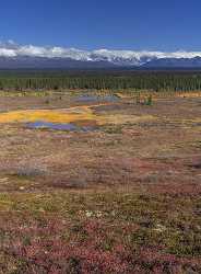 Denali Hwy Cantwell Viewpoint Alaska Panoramic Landscape Photography Image Stock Modern Wall Art - 020428 - 09-09-2016 - 7698x10449 Pixel Denali Hwy Cantwell Viewpoint Alaska Panoramic Landscape Photography Image Stock Modern Wall Art Flower Fine Art Sea Color Town River Prints Western Art Prints...