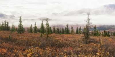 Denali National Park Savage River Viewpoint Alaska Panoramic Fine Art Photographers Island - 020122 - 07-09-2016 - 21296x7682 Pixel Denali National Park Savage River Viewpoint Alaska Panoramic Fine Art Photographers Island Art Prints Image Stock Fine Art Prints For Sale Order Photo Fine Art...