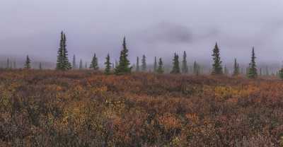 Denali National Park Road Viewpoint Alaska Panoramic Landscape Leave Tree Island Fine Art Pictures - 020347 - 07-09-2016 - 13992x7292 Pixel Denali National Park Road Viewpoint Alaska Panoramic Landscape Leave Tree Island Fine Art Pictures Modern Art Prints Art Printing Art Photography For Sale Sea...