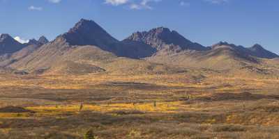 Denali Hwy Paxon Viewpoint Alaska Panoramic Landscape Photography Flower Outlook Fine Art Posters - 020168 - 09-09-2016 - 18119x7962 Pixel Denali Hwy Paxon Viewpoint Alaska Panoramic Landscape Photography Flower Outlook Fine Art Posters Nature Spring Animal Stock Images Fine Art Printer Island Snow...