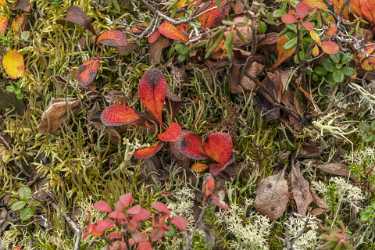 Single Shot Alaska Usa Panoramic Landscape Photography Scenic Fine Art America Image Stock Coast - 020754 - 08-09-2016 - 7952x5304 Pixel Single Shot Alaska Usa Panoramic Landscape Photography Scenic Fine Art America Image Stock Coast Fine Art Island View Point Royalty Free Stock Photos Sale What...