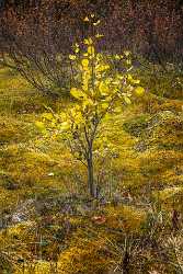 Single Shot Alaska Usa Panoramic Landscape Photography Scenic Pass Tree Fine Art Landscape Images - 020747 - 08-09-2016 - 5304x7952 Pixel Single Shot Alaska Usa Panoramic Landscape Photography Scenic Pass Tree Fine Art Landscape Images Sea Mountain Art Printing Fine Art Printing Rock Fine Art...