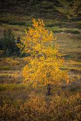 Single Shot Alaska Usa Panoramic Landscape Photography Scenic Art Printing Art Prints Barn - 020912 - 19-09-2016 - 5304x7952 Pixel Single Shot Alaska Usa Panoramic Landscape Photography Scenic Art Printing Art Prints Barn Fine Art Print Fine Art Photography Gallery Ice What Is Fine Art...