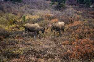 Animal Animal - Panoramic - Landscape - Photography - Photo - Print - Nature - Stock Photos - Images - Fine Art Prints - Sale -...