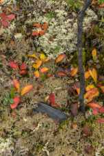 Plant Plant - Panoramic - Landscape - Photography - Photo - Print - Nature - Stock Photos - Images - Fine Art Prints - Sale -...