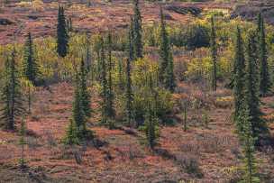 Tundra Tundra - Panoramic - Landscape - Photography - Photo - Print - Nature - Stock Photos - Images - Fine Art Prints - Sale -...