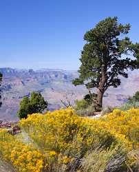 Grand Canyon East Rim Desert View Tusayan Sunrise Modern Art Print View Point Park - 011021 - 28-09-2011 - 4334x5361 Pixel Grand Canyon East Rim Desert View Tusayan Sunrise Modern Art Print View Point Park Fine Art Nature Photography Art Photography Gallery Forest Sunshine Rock Lake...