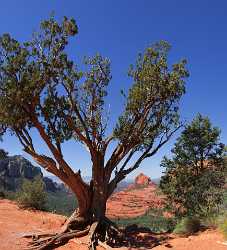 Sedona Schnebly Hill Road Arizona Desert Red Rock Stock Images Hi Resolution Modern Art Print - 011082 - 29-09-2011 - 6028x6640 Pixel Sedona Schnebly Hill Road Arizona Desert Red Rock Stock Images Hi Resolution Modern Art Print Flower Fine Art Photography Prints Animal Fine Arts Photography...