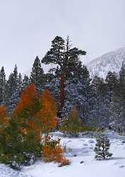 Bridgeport Virginia Lakes Snow Autumn Fall Color Tree Town View Point Image Stock Pass Beach - 010527 - 05-10-2011 - 4207x5962 Pixel Bridgeport Virginia Lakes Snow Autumn Fall Color Tree Town View Point Image Stock Pass Beach Country Road Forest Outlook Fine Art Photography Prints For Sale...