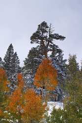 Bridgeport Virginia Lakes Snow Autumn Fall Color Tree Fine Arts Fine Art Pictures Fine Art Print - 010528 - 05-10-2011 - 4260x7318 Pixel Bridgeport Virginia Lakes Snow Autumn Fall Color Tree Fine Arts Fine Art Pictures Fine Art Print Stock Photos Fine Art Photography For Sale Fine Art America...