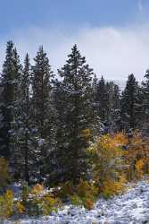 Bridgeport Virginia Lakes Snow Autumn Fall Color Tree Nature Park Sea Beach City - 010530 - 05-10-2011 - 4159x8779 Pixel Bridgeport Virginia Lakes Snow Autumn Fall Color Tree Nature Park Sea Beach City Fine Art Photography Galleries Fine Art Photography Prints Rock Island Shore...