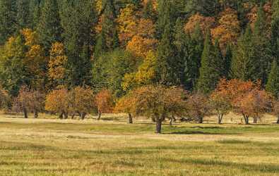 Etna California Forest Morning Light Colorful Autumn Yellow Winter Fine Art Foto Outlook Coast - 022684 - 25-10-2017 - 12573x7956 Pixel Etna California Forest Morning Light Colorful Autumn Yellow Aussichtspunkt Tundra Berglandschaft Felsformation Berg Panorama Schnee Berg Landschaft Blaetter Eis...