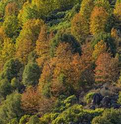 Hillcrest California Colorful Autumn Tree Forest Montgomery Peek Shoreline View Point - 022704 - 24-10-2017 - 7194x7346 Pixel Hillcrest California Colorful Autumn Tree Forest Montgomery Peek Foto Verkauf Natur Bilder Bach Strand Herbst Landschaft Passstrasse Fruehlings Panorama...