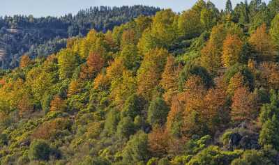 Hillcrest California Colorful Autumn Tree Forest Montgomery Peek Photo Fine Art Sale - 022705 - 24-10-2017 - 18043x10670 Pixel Hillcrest California Colorful Autumn Tree Forest Montgomery Peek Photo Fine Art Sale Fine Art Photography Prints Creek Art Prints Prints For Sale Fine Art...