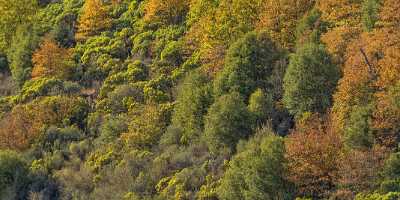 Hillcrest California Colorful Autumn Tree Forest Montgomery Peek Snow - 022706 - 24-10-2017 - 22793x6345 Pixel Hillcrest California Colorful Autumn Tree Forest Montgomery Peek Blaetter Aussicht Aussichtspunkt Bauernhof Fruehlings Panorama Gras Bergpass Kueste Fruehling...