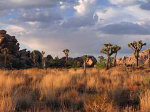 Joshua Tree