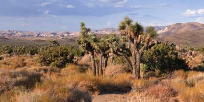 Joshua Tree National Park Twentynine Palms Desert Flower Fog Beach Sunshine Fine Arts Photography - 011180 - 01-10-2011 - 11478x4173 Pixel Joshua Tree National Park Twentynine Palms Desert Flower Fog Beach Sunshine Fine Arts Photography Summer Fine Art Photo Coast Forest Island Art Photography For...