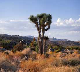 Joshua Tree National Park Twentynine Palms Desert Flower Royalty Free Stock Photos Hi Resolution - 011181 - 01-10-2011 - 6381x5783 Pixel Joshua Tree National Park Twentynine Palms Desert Flower Royalty Free Stock Photos Hi Resolution City Fine Art Fotografie Outlook Fine Art Prints Art Printing...