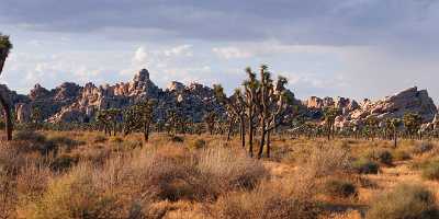 Joshua Tree National Park Twentynine Palms Desert Flower Panoramic Autumn Town Animal - 011183 - 01-10-2011 - 11747x4060 Pixel Joshua Tree National Park Twentynine Palms Desert Flower Panoramic Autumn Town Animal Fine Art Photography Gallery Sale Fine Arts Winter Fine Art Print Fine Art...