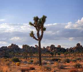 Joshua Tree National Park Twentynine Palms Desert Flower Barn Fine Art Photography Galleries Summer - 011185 - 01-10-2011 - 6603x5694 Pixel Joshua Tree National Park Twentynine Palms Desert Flower Barn Fine Art Photography Galleries Summer Sunshine Rock Photo Fine Art Outlook Coast Fine Art...