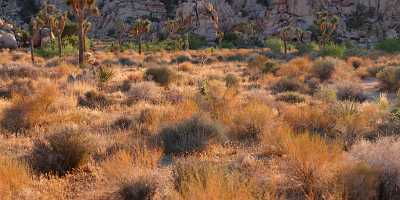 Joshua Tree National Park Twentynine Palms Desert Flower Sale Fine Art Posters Photography - 011189 - 01-10-2011 - 12539x4077 Pixel Joshua Tree National Park Twentynine Palms Desert Flower Sale Fine Art Posters Photography Fine Art Print Modern Art Prints Fine Art Prints For Sale Fog Fine...