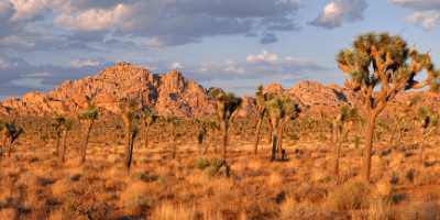 Joshua Tree National Park Twentynine Palms Desert Flower Fine Arts Photography Cloud Autumn - 011192 - 01-10-2011 - 8971x4056 Pixel Joshua Tree National Park Twentynine Palms Desert Flower Fine Arts Photography Cloud Autumn Fine Art Fine Arts Grass What Is Fine Art Photography Fine Art Print...