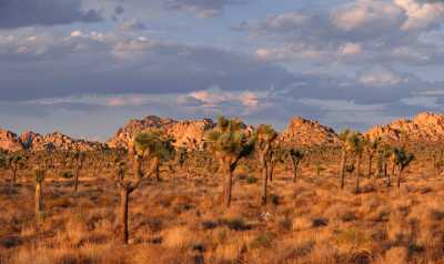 Joshua Tree National Park Twentynine Palms Desert Flower Fine Art Photography Prints For Sale - 011193 - 01-10-2011 - 7021x4174 Pixel Joshua Tree National Park Twentynine Palms Desert Flower Fine Art Photography Prints For Sale Fine Art Printer Fine Art Giclee Printing Royalty Free Stock...