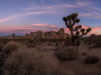 Joshua Tree National Park California Sunset Evening Glow Pass Fine Art Prints For Sale Leave - 014219 - 21-10-2014 - 8462x6279 Pixel Joshua Tree National Park California Sunset Evening Glow Pass Fine Art Prints For Sale Leave Fine Art Photography Galleries Fine Art Prints Stock Fine Art...