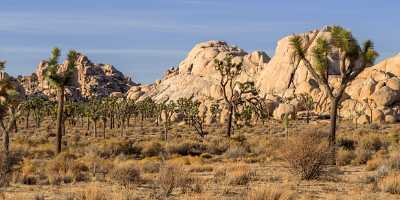 Hidden Valley Joshua Tree National Park California Overlook Sunshine Mountain Barn - 014222 - 21-10-2014 - 18023x5466 Pixel Hidden Valley Joshua Tree National Park California Overlook Sunshine Mountain Barn Fine Art Landscape Photography Fine Art Photography Prints Flower Famous Fine...