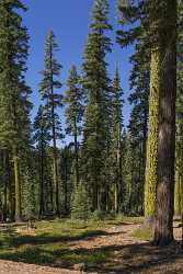 Mineral California Lassen Volcanic National Park Tree Forest Ice Country Road Creek - 021747 - 24-10-2017 - 7410x11977 Pixel Mineral California Lassen Volcanic National Park Tree Forest Ice Country Road Creek Royalty Free Stock Images Fine Art Photography Galleries Flower Landscape...