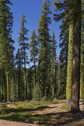Mineral California Lassen Volcanic National Park Tree Forest Ice Country Road Creek - 021747 - 24-10-2017 - 7410x11977 Pixel Mineral California Emerald Lake Lassen Volcanic National Park Sommer Panorama Eis Baum In Bluete Fuss Sonnenschein See Foto Auswahl Panorama Foto Verkauf Meer...