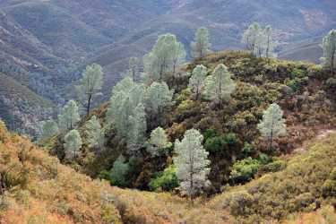 Mariposa Bagby Pass California Autumn Fall Color Tree Art Prints For Sale Stock Pictures Spring - 010558 - 06-10-2011 - 8590x5719 Pixel Mariposa Bagby Pass California Autumn Fall Color Tree Art Prints For Sale Stock Pictures Spring Art Prints Photography Prints For Sale Fine Art Prints Flower...