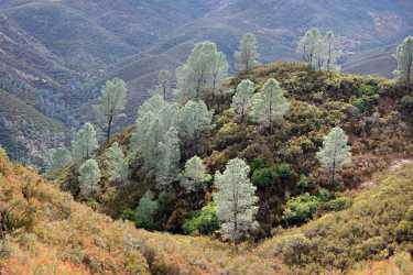 Mariposa Bagby Pass California Autumn Fall Color Tree Art Prints For Sale Stock Pictures Spring - 010558 - 06-10-2011 - 8590x5719 Pixel Mariposa Bagby Pass California Autumn Fall Color Tree Art Prints For Sale Stock Pictures Spring Art Prints Photography Prints For Sale Fine Art Prints Flower...