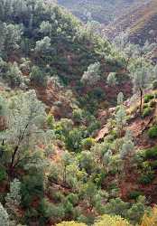 Mariposa Bagby Pass California Autumn Fall Color Tree Stock Pictures Fine Art Giclee Printing - 010562 - 06-10-2011 - 4184x6028 Pixel Mariposa Bagby Pass California Autumn Fall Color Tree Stock Pictures Fine Art Giclee Printing Forest Modern Wall Art Park View Point Senic Stock Modern Art...