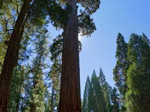 Sequoia Trees