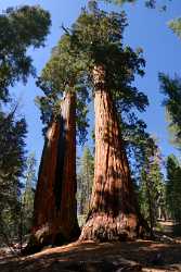 Kings Canyon Sequoia Sierra Nevada Giant Forest National Photo Fine Art Rain - 009213 - 08-10-2011 - 4712x9978 Pixel Kings Canyon Sequoia Sierra Nevada Giant Forest National Photo Fine Art Rain Fine Art Photography Prints For Sale Fine Art Landscape Fine Arts Photography River...