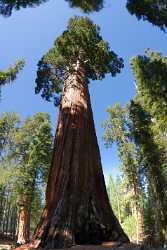 Kings Canyon Sequoia Sierra Nevada Giant Forest National Fine Art Prints For Sale - 009214 - 08-10-2011 - 4747x9555 Pixel Kings Canyon Sequoia Sierra Nevada Giant Forest National Fine Art Prints For Sale Photography Prints For Sale Fine Art Photos Barn Modern Art Print Mountain...