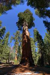 Kings Canyon Sequoia Sierra Nevada Giant Forest National Fine Art Photo Sea Coast Beach - 009215 - 08-10-2011 - 5370x9537 Pixel Kings Canyon Sequoia Sierra Nevada Giant Forest National Fine Art Photo Sea Coast Beach Fine Art Giclee Printing Art Photography For Sale Order Ice Senic Flower...