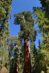 Kings Canyon Sequoia Sierra Nevada Giant Forest National City Landscape Photography Beach Animal - 009216 - 08-10-2011 - 4654x10278 Pixel Kings Canyon Sequoia Sierra Nevada Giant Forest National City Landscape Photography Beach Animal Fine Art America Tree Stock Fine Art Landscapes Shoreline...