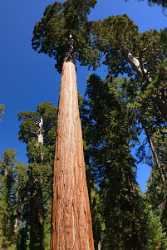 Kings Canyon Sequoia Sierra Nevada Giant Forest National View Point Prints For Sale Image Stock - 009217 - 08-10-2011 - 4541x10828 Pixel Kings Canyon Sequoia Sierra Nevada Giant Forest National View Point Prints For Sale Image Stock Outlook Famous Fine Art Photographers Art Prints For Sale Stock...