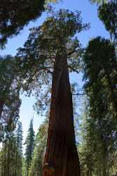 Kings Canyon Sequoia Sierra Nevada Giant Forest National Ice Royalty Free Stock Photos Lake Winter - 009218 - 08-10-2011 - 4654x10167 Pixel Kings Canyon Sequoia Sierra Nevada Giant Forest National Ice Royalty Free Stock Photos Lake Winter Animal Fine Art Nature Photography Fine Art Landscape...