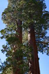 Kings Canyon Sequoia Sierra Nevada Giant Forest National Fine Art Photos Spring - 009220 - 08-10-2011 - 4725x16561 Pixel Kings Canyon Sequoia Sierra Nevada Giant Forest National Fine Art Photos Spring Royalty Free Stock Photos Beach Flower Images Prints For Sale Western Art Prints...