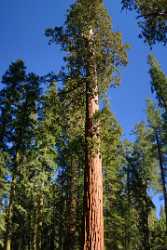 Kings Canyon Sequoia Sierra Nevada Giant Forest National Fine Art Photographers Fine Art Foto - 009240 - 08-10-2011 - 4443x11863 Pixel Kings Canyon Sequoia Sierra Nevada Giant Forest National Fine Art Photographers Fine Art Foto Fine Art Prints Fine Art Fotografie Fine Art Photography Prints...