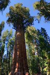 Kings Canyon Sequoia Sierra Nevada Giant Forest National Fine Art Landscape - 009242 - 08-10-2011 - 4192x8269 Pixel Kings Canyon Sequoia Sierra Nevada Giant Forest National Fine Art Landscape Fine Art Landscape Photography Fine Art Prints For Sale Fine Art Photo Image Stock...